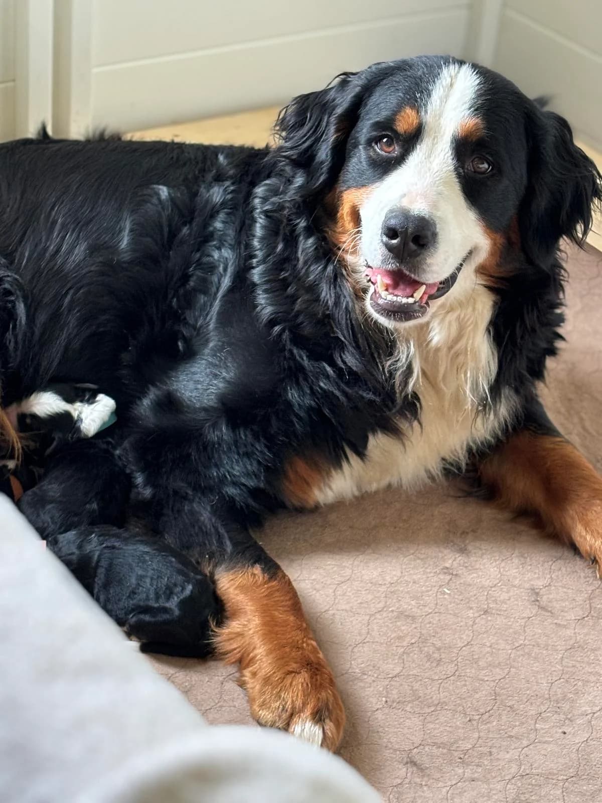 A Bernese Mountain Dog at home with Our Appalachian Doodles