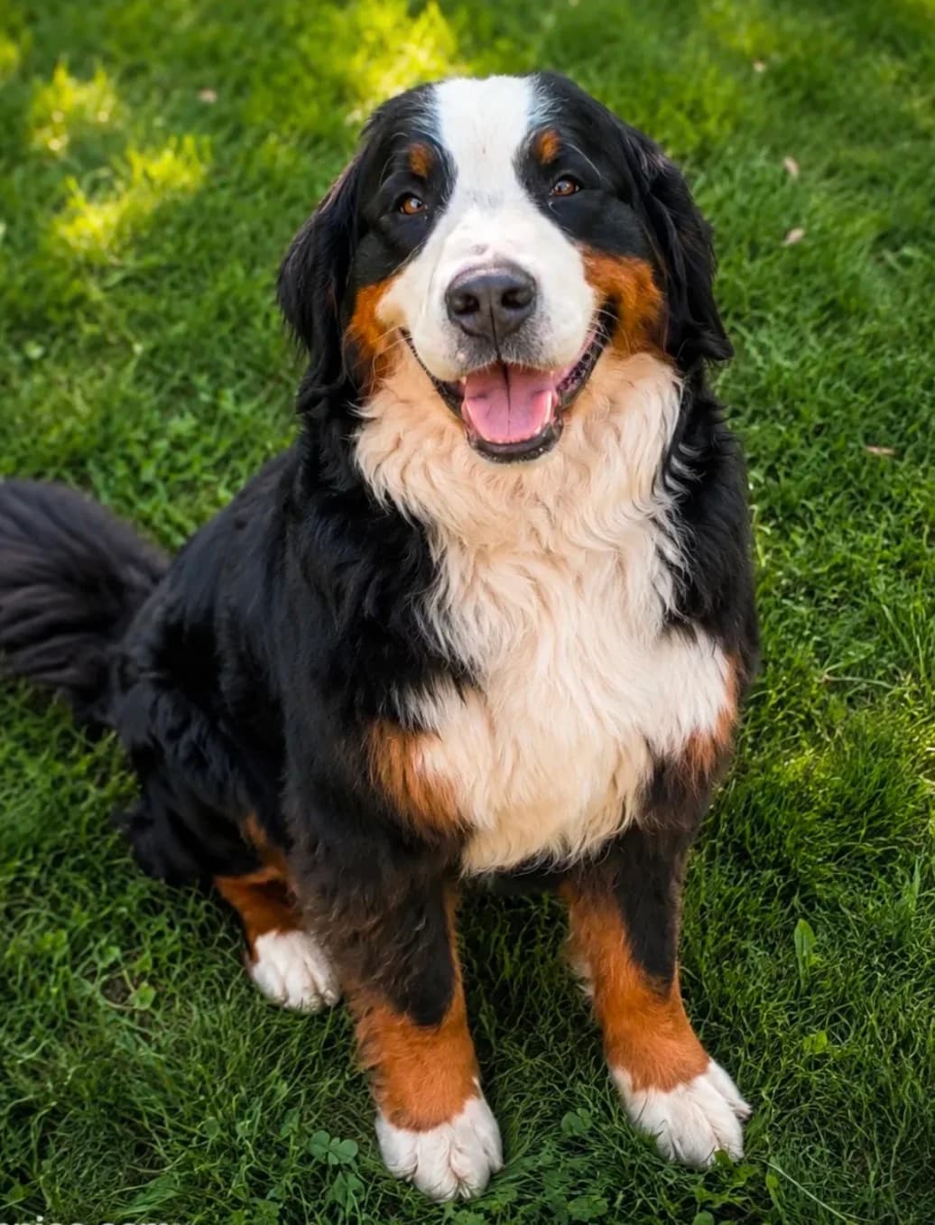 Our Appalachian Doodles, photograph supplied by Jessica